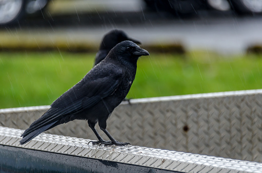 A Raven standing on a truck in the rain.