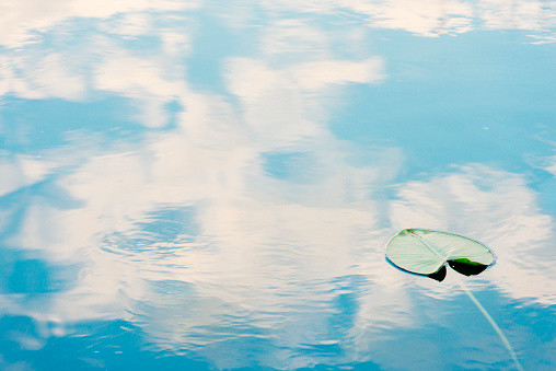 This is a horizontal, color, royalty free stock photograph shot with a Nikon D800 DSLR camera. It is a winter afternoon in South Florida's Everglades National Park, an international travel destination.  Photographed on Anihinga Trail. The day is sunny. Blue sky with white clouds reflect on the still water's surface. One lilly pad floats on the water.