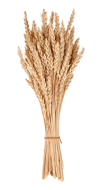 istock Sheaf of wheat 505893884