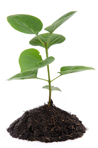 istock Life and growth concept with a green small plant 505893945