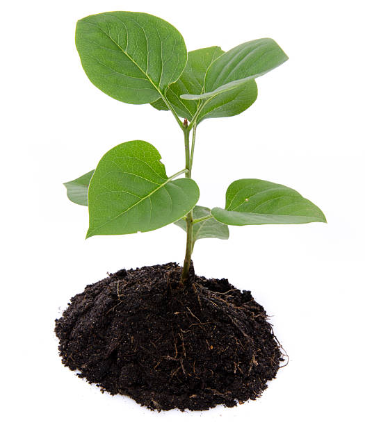 istock Life and growth concept with a green small plant 505893955