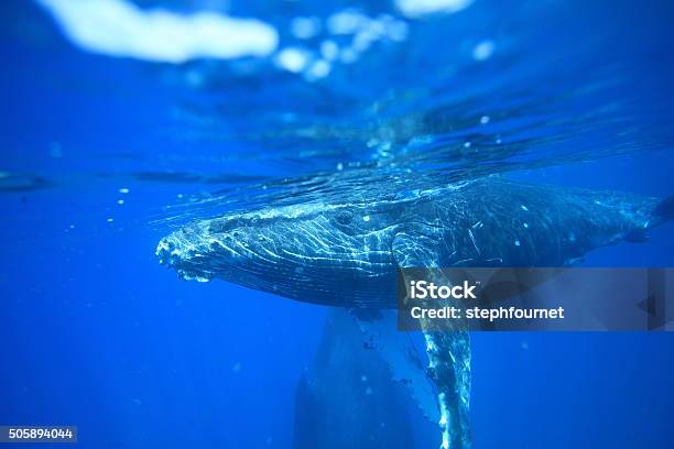 Ballena Jorobada Foto de stock y más banco de imágenes de Animal - Animal, Animales salvajes, Ballena