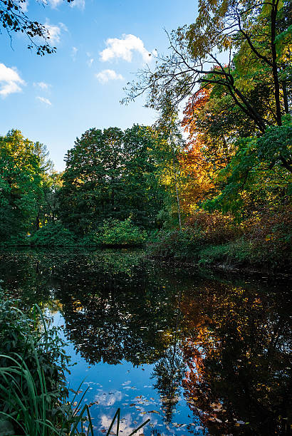 istock Pond in the park 505894580