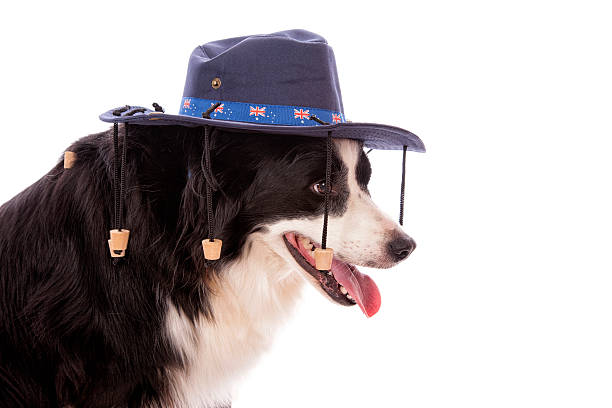 A Border Collie pure bred dog wearing an Australian cork hat isolated on white.