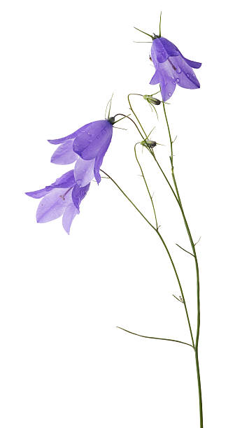 istock three wild bellflower blooms and two buds on white 505896138