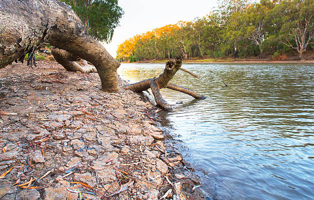 Dry River The mighty Murray River, at Hay, NSW, Australia. Australia's longest river and one of the longest rivers in the world. Cracked riverbed highlights the low water level in the river and severity of the drought conditions.      murray darling basin stock pictures, royalty-free photos & images