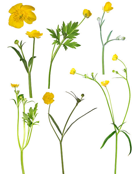 istock wild golden buttercup flower collection 505896238