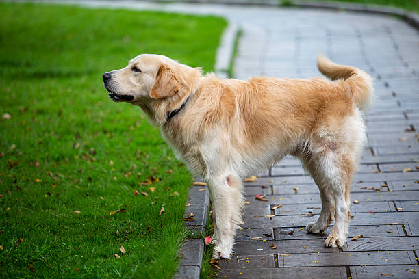 istock golden retriever standing on sidewalk 505896272