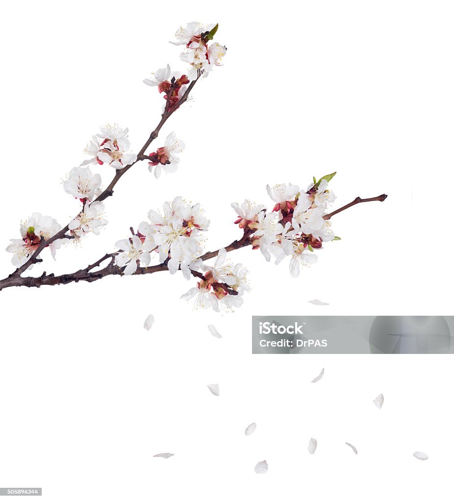 sakura Blüten auf dunklen Zweige und fallenden Blütenblätter - Lizenzfrei Kirschblüte Stock-Foto