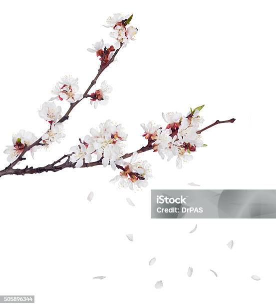 Sakura Blüten Auf Dunklen Zweige Und Fallenden Blütenblätter Stockfoto und mehr Bilder von Kirschblüte