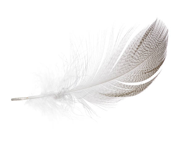 istock striped seagull feather isolated on white 505896482
