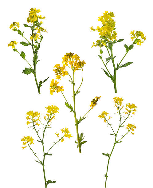 istock five golden wild mustard flowers collection 505896598