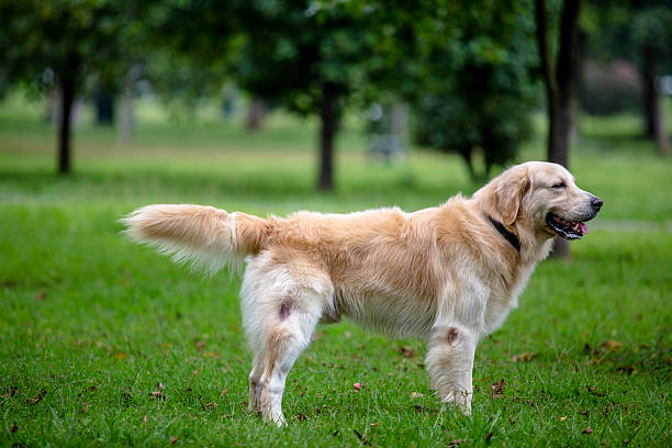 istock golden retriever standing on grass 505896632
