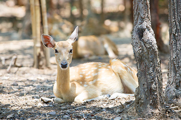 istock Deer lying in the zoo at Thailand. 505896866