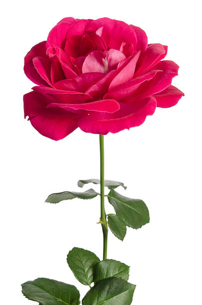 istock Beautiful fresh red rose isolated on white background 505897452