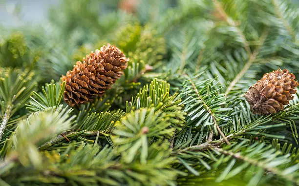 Pine branches with fir-cone. Selective focus on cone. Shallow depth of field.