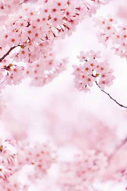 bellissimo fiore di ciliegio - beautiful outdoors vertical close up foto e immagini stock