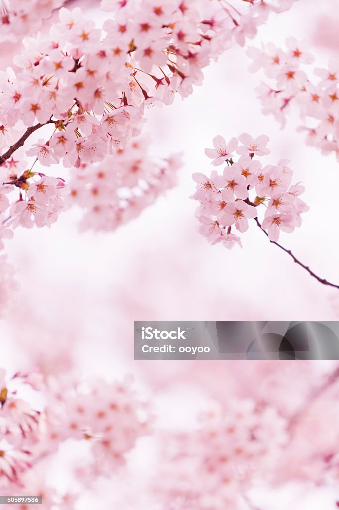 Beautiful Cherry Blossom Cherry Blossoms in Japan Cherry Blossom Stock Photo