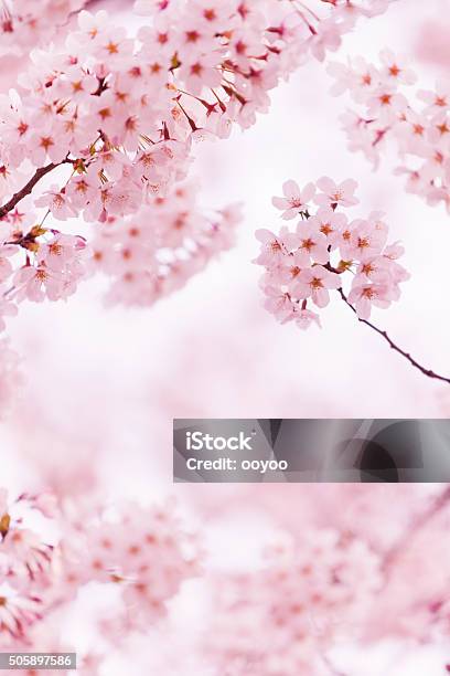 Beautiful Cherry Blossom Stock Photo - Download Image Now - Cherry Blossom, Cherry Tree, Springtime