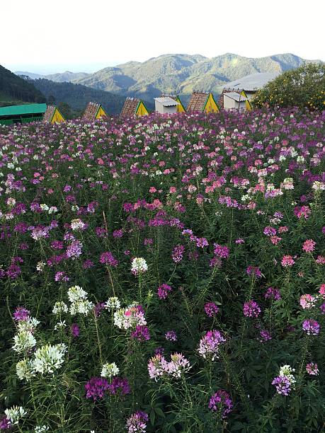 Lots purple flower and mountain view at top of doi mae au koi