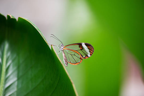 istock Greta morgane with transparent wings 505897862