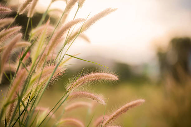 White grass light flare (Lalang grass). White grass light flare (Lalang grass). ornamental grass stock pictures, royalty-free photos & images