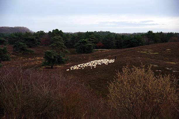Flock of sheep in the heathland