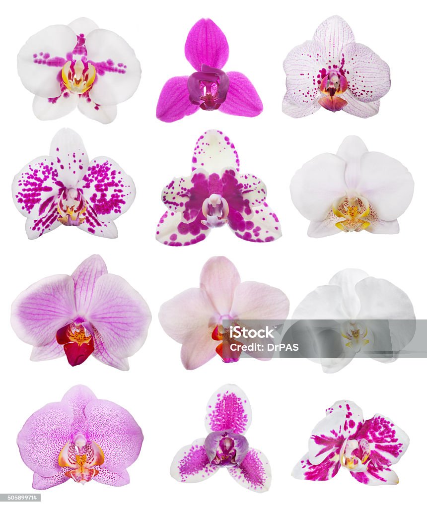 Bộ 12 Bông Hoa Lan Trắng Và Hồng Hình ảnh Sẵn có - Tải xuống Hình ...