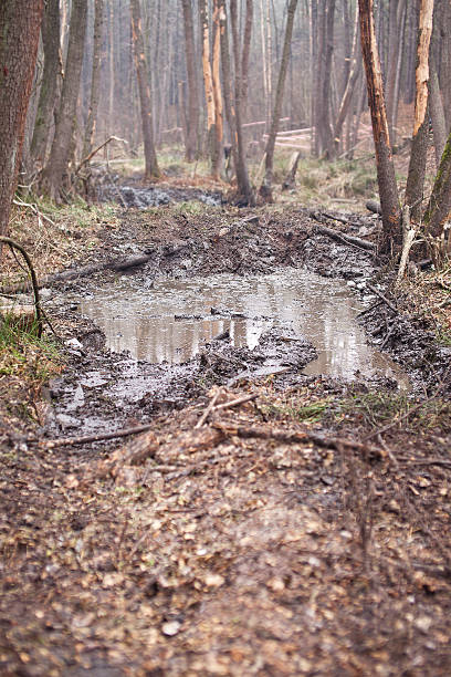 istock Broken dirt road in the woods. Offroad. 505899784