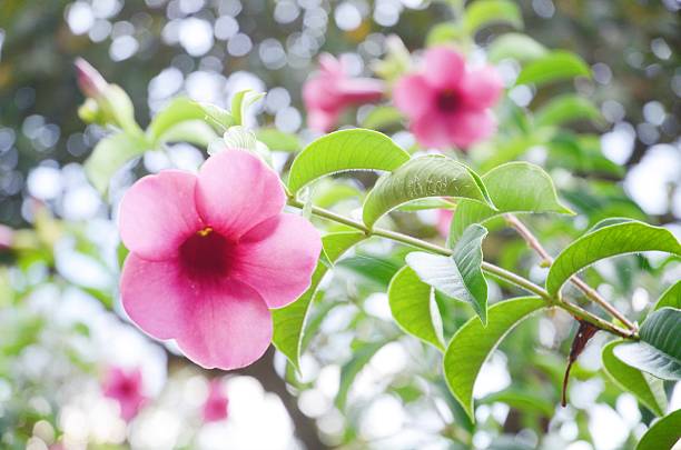 istock Pink Allamanda flower 505900014