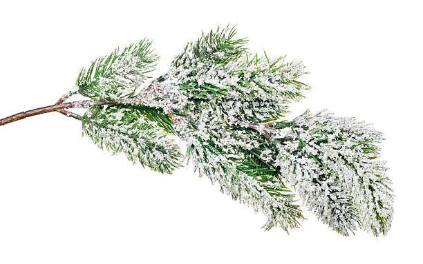 istock isolated on white pine tree branch in snow 505910722