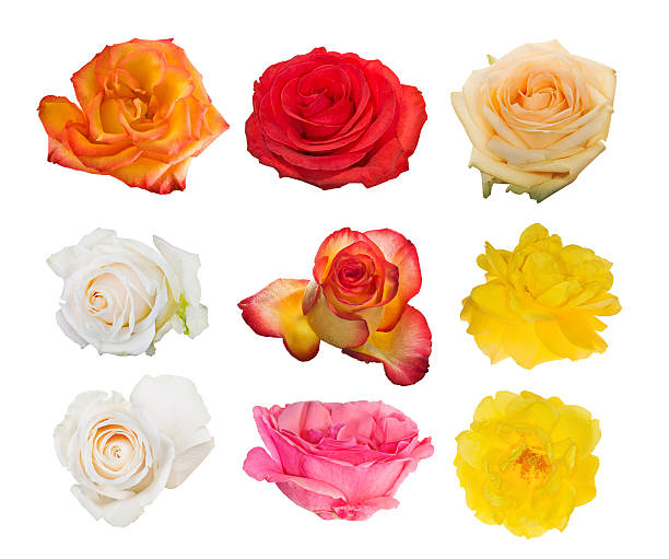 istock collection of nine isolated rose blooms 505911062