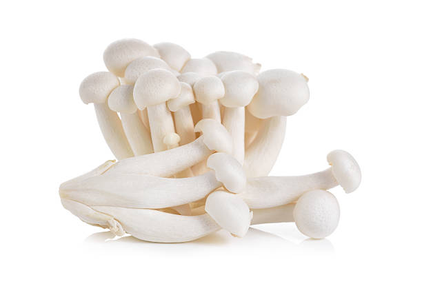 istock Shimeji mushroom, White beech mushrooms on white background 505911730