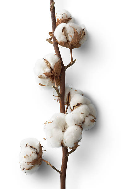 fiori: in cotone - cotton plant dry branch foto e immagini stock