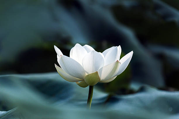 blooming white lotus white blooming white lotus with green leaves  lotus water lily photos stock pictures, royalty-free photos & images