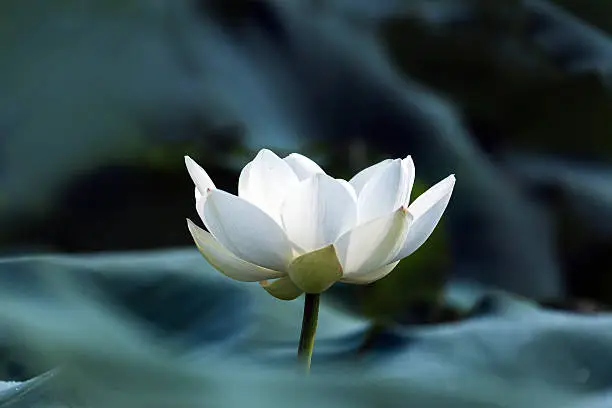 white blooming white lotus with green leaves 