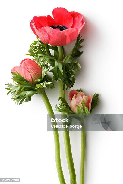 Flowers Anemone Stock Photo - Download Image Now - Anemone Flower, Cut Out, White Background