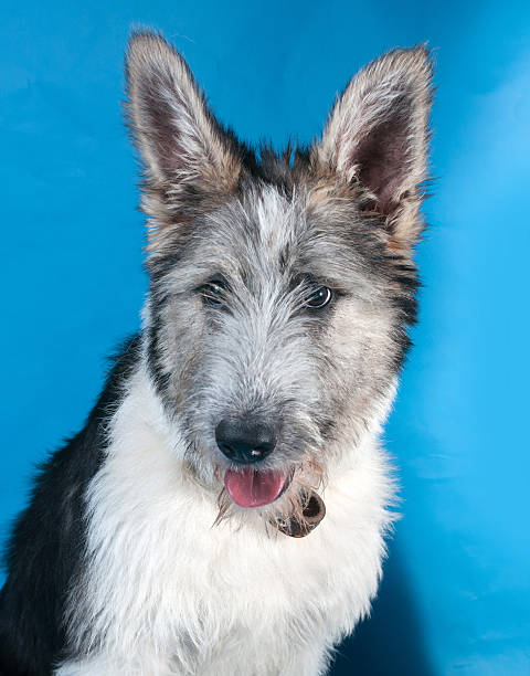 istock Fluffy white and gray dog on blue 505913013