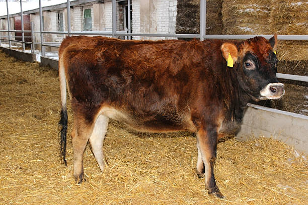 istock Dairy cow. Cows on farm. White calf 505913086