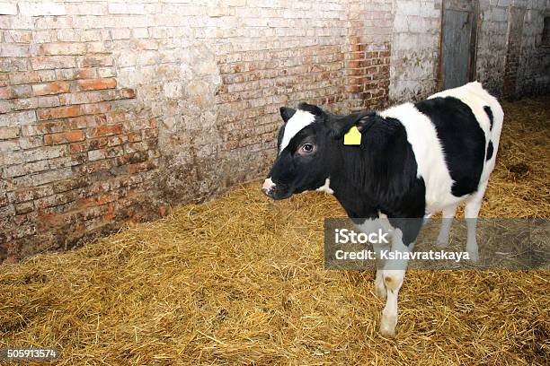 Sapi Peras Sapi Perah Sapi Di Peternakan Anak Sapi Putih Foto Stok - Unduh Gambar ...