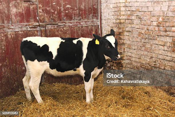 Gamar Sapi Perah Sapi Perah Sapi Di Peternakan Anak Sapi Putih Foto Stok - Unduh Gambar ...