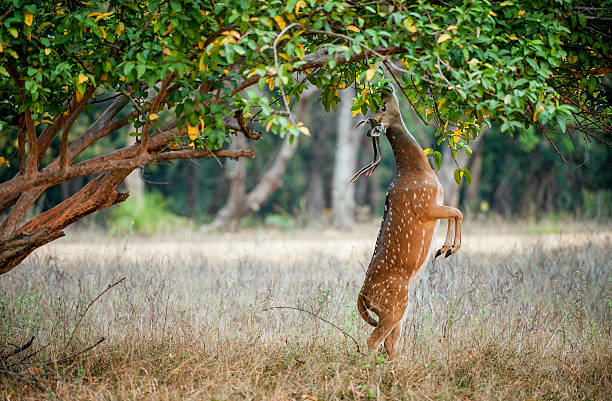 cheetal ciervo comiendo wild macho - wildlife reserve fotografías e imágenes de stock