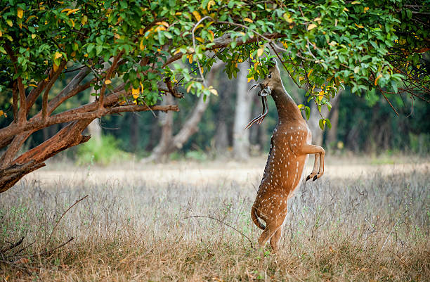 Eating wild  male cheetal deer Eating wild  male cheetal deer (Axis Axis). India National Park wildlife reserve stock pictures, royalty-free photos & images