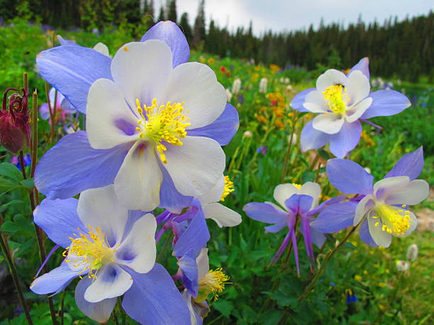 istock Attack of the Columbines 505914689