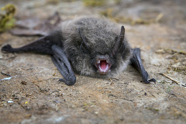 Little Brown Bat (Pipistrellus pipistrellus) Little Brown Bat (Pipistrellus pipistrellus) - face to viewer flapping wings photos stock pictures, royalty-free photos & images