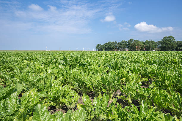 istock Dutch farmland with sugar beets 505914953