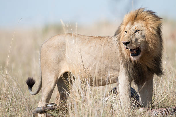 Mature wild male lion in the Masai Mara, Kenya