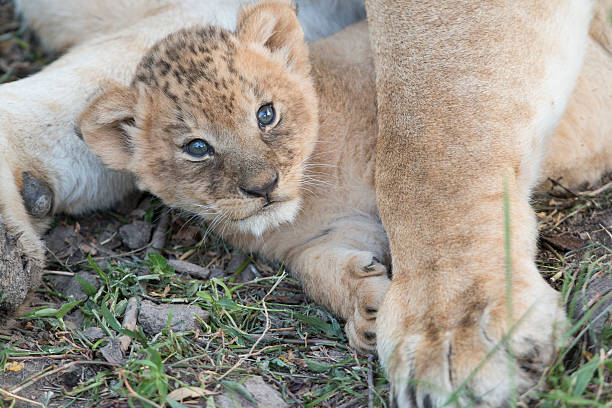 istock Tiny lion cub beside mothers leg 505915029