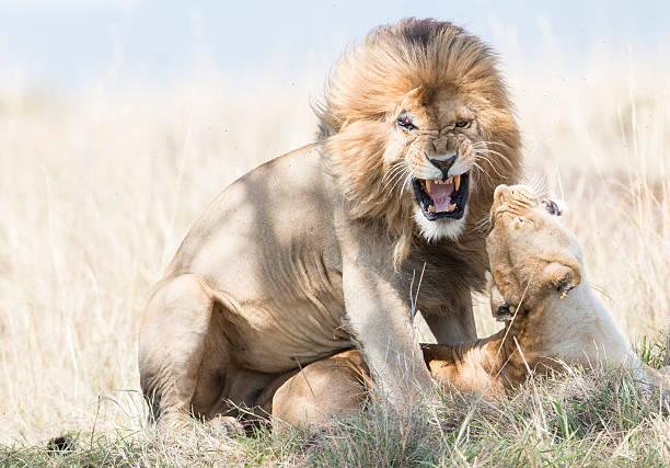istock Snarling mating pair of wild lions 505915041