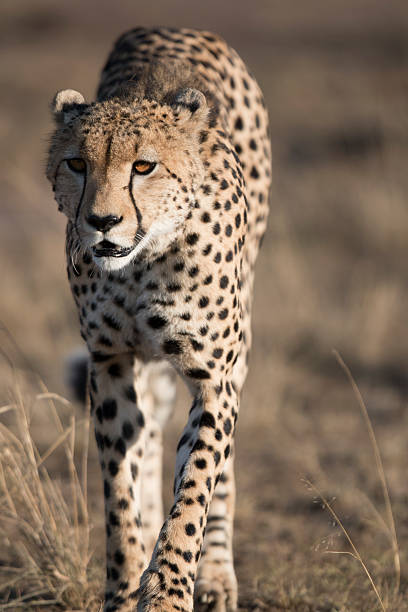 istock Piercing orange eye of alert Cheetah 505915051